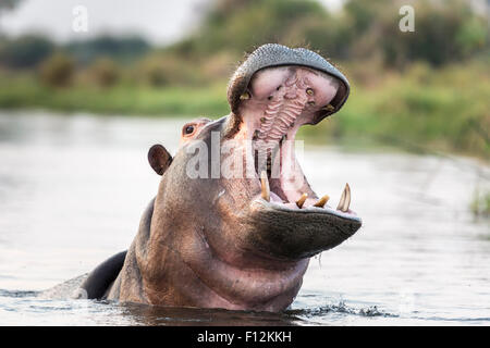 Flusspferd (Hippopotamus Amphibius) Gähnen in einem Pool in der Kwedi Reserve in das Okavango Delta in Botswana, Südafrika Stockfoto