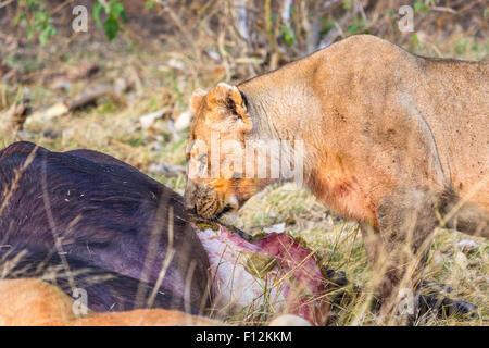 Löwin (Panthera Leo) untersucht den Kadaver eines Toten Kaffernbüffel, Okavango Delta, Nord-Botswana, Südafrika Stockfoto
