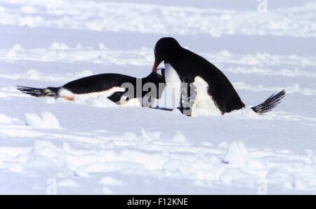 Gentoo Penguins in der Antarktischen Halbinsel, Antarktis Stockfoto
