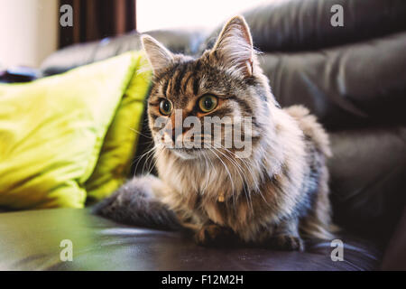 Eine norwegische Waldkatze sitzen auf einer Couch. Stockfoto