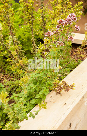 Kräuter Garten und rustikale Dekor, Roblar Weingut Santa Ynez, Kalifornien Stockfoto