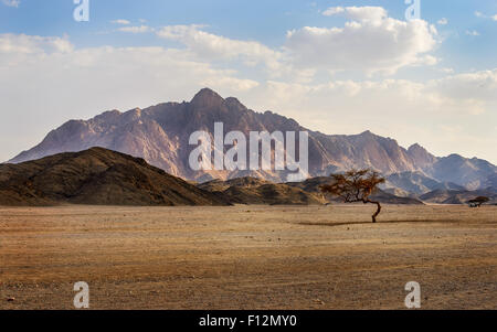 Im Bild eine Schlucht in der Wüste mit einer Akazie mit Mountain Rock und Wolken im Hintergrund. Stockfoto