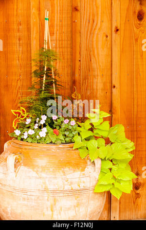 Topf mit Pflanzen, rustikale Einrichtung, Roblar Weingut Santa Ynez, Kalifornien Stockfoto