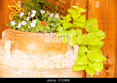 Topf mit Pflanzen, rustikale Einrichtung, Roblar Weingut Santa Ynez, Kalifornien Stockfoto