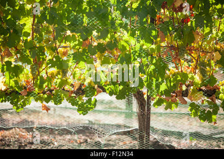 Reben im Weinberg, Roblar Weingut Santa Ynez Valley, Kalifornien Stockfoto