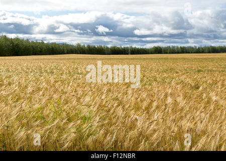 Albright 6 Zeile Sommergerste Feld "Hordeum Vulgare' Reifung. Stockfoto