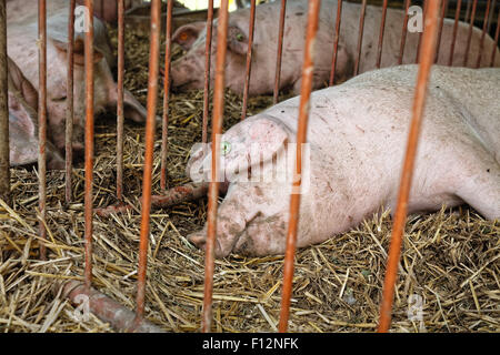 Weibliches Schwein Verlegung auf einem Bett aus Stroh, landwirtschaftliche Tierfarm, Schwein Fleisch Konzept, Stockfoto