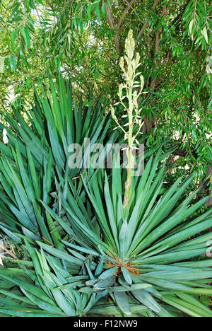 Yucca-Pflanze in Blüte Stockfoto