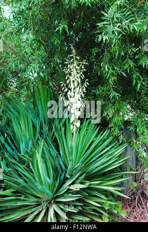 Yucca-Pflanze in Blüte Stockfoto