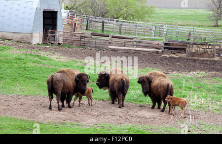 Amerikanische Bisons Büffel Weiden in Hof mit ihren Kälbern. Pierz Minnesota MN USA Stockfoto