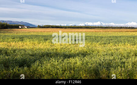 Reife gelbe Futtererbsen, Frühling Gerste. Stockfoto