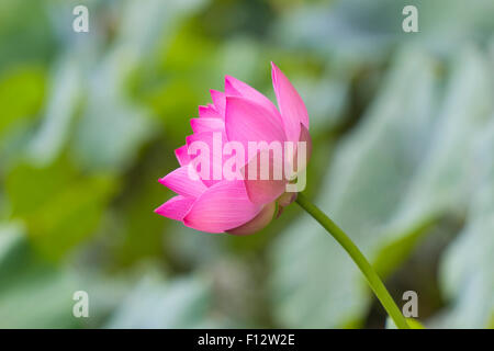 Einzelnen rosa Blüte Lotusblume isoliert auf grünem Hintergrund Stockfoto