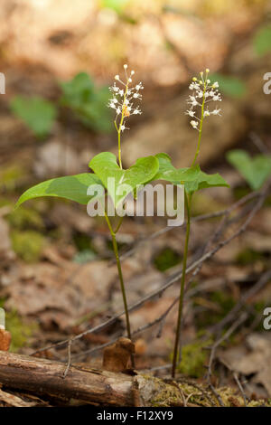 Falsche Maiglöckchen (Maianthemum Doppelblatt) Stockfoto