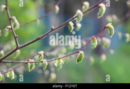 Gemeinsamen Linde (Tilia X europaea) Stockfoto