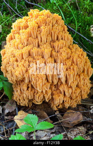 Korallen-Pilz (Ramaria Flava) Stockfoto