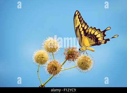 Riesige Schwalbenschwanz Schmetterling (Papilio Cresphontes) Fütterung auf Buttonbush Blumen Stockfoto