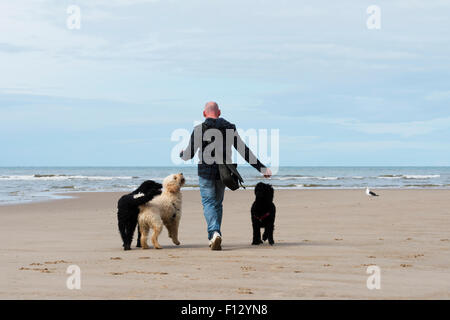 Mann und seine drei Hunde zu Fuß an einem Sandstrand. Blackpool, Lancashire Stockfoto