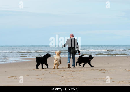 Mann und seine drei Hunde zu Fuß an einem Sandstrand. Blackpool, Lancashire Stockfoto