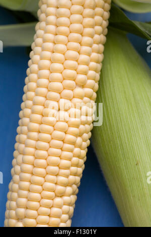 Zea Mays. Frisch gepflückt Mais Maiskolben auf blauem Grund. Stockfoto