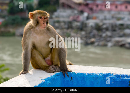 Rhesus-Affen (Macaca Mulatta) sitzt auf einer Mauer hoch über dem heiligen Fluss Ganges, Rishikesh, Uttarakhand, Indien Stockfoto