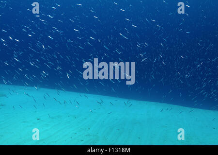 Rotes Meer, Ägypten. 15. Oktober 2014. Eine große Schule von kleinen Fischen auf einem sandigen Boden, Rotes Meer, Ägypten © Andrey Nekrassow/ZUMA Wire/ZUMAPRESS.com/Alamy Live-Nachrichten Stockfoto