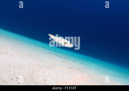 Rotes Meer, Ägypten. 15. Oktober 2014. riesigen Kugelfisch oder riesigen Süßwasser Kugelfisch (Tetraodon Mbu) schwimmt über sandigem Untergrund, Rotes Meer, Ägypten, Afrika © Andrey Nekrassow/ZUMA Wire/ZUMAPRESS.com/Alamy Live-Nachrichten Stockfoto