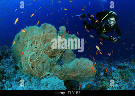 Rotes Meer, Ägypten. 15. Oktober 2014. Taucher schaut Korallen lila Gorgonien Seafan (Gorgonia Flabellum) Rotes Meer, Ägypten, Afrika © Andrey Nekrassow/ZUMA Wire/ZUMAPRESS.com/Alamy Live-Nachrichten Stockfoto