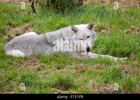 Eine einzelne graue Wolf ruht auf einer Lichtung Stockfoto