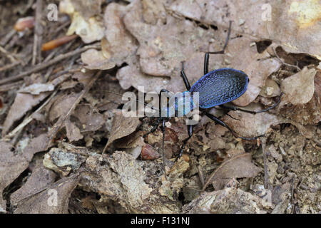 Blue Ground Beetle (Carabus Intricatus) Stockfoto