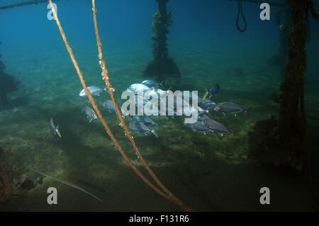 Rotes Meer, Ägypten. 15. Oktober 2014. Insel Trevally (Carangoides Orthogrammus) Rotes Meer, Marsa Alam, Abu Dabab, Ägypten © Andrey Nekrassow/ZUMA Wire/ZUMAPRESS.com/Alamy Live-Nachrichten Stockfoto