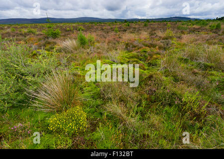 Blick auf natürliche Moor am ehemaligen Schlachtfeld Culloden Moor in Highland, Schottland Stockfoto