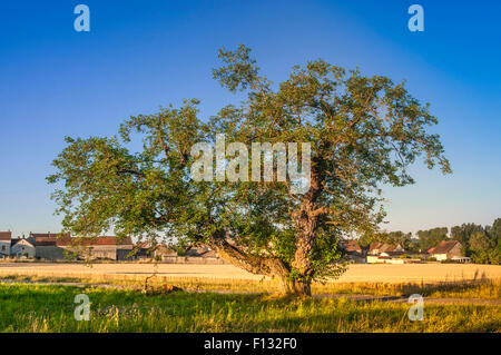 Alte geschützte Weiße Maulbeerbäume - Chassignelles, Yonne, Frankreich Stockfoto