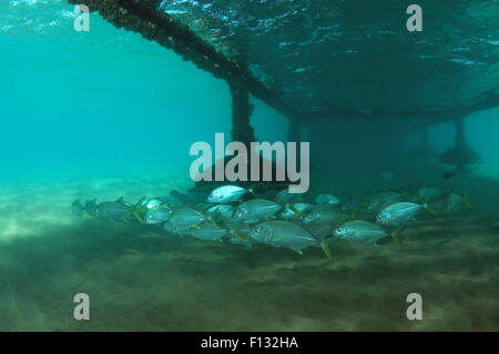 Rotes Meer, Ägypten. 15. Oktober 2014. Insel Trevally (Carangoides Orthogrammus) Rotes Meer, Marsa Alam, Abu Dabab, Ägypten © Andrey Nekrassow/ZUMA Wire/ZUMAPRESS.com/Alamy Live-Nachrichten Stockfoto