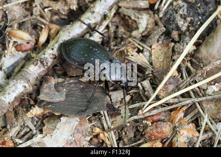 Carabus Hortensis - ein Boden Käferarten in verschiedenen Umgebungen, Wald in Europa gefunden. Fotografiert im Nationalpark Bükk, Stockfoto