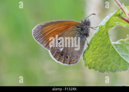 Kastanie Heide (Coenonympha Glycerion) Stockfoto