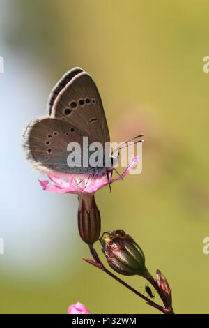 Blau grün-Unterseite (Glaucopsyche Alexis) Stockfoto