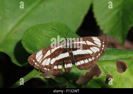 Gemeinsamen Schirm (Neptis Sappho) Stockfoto