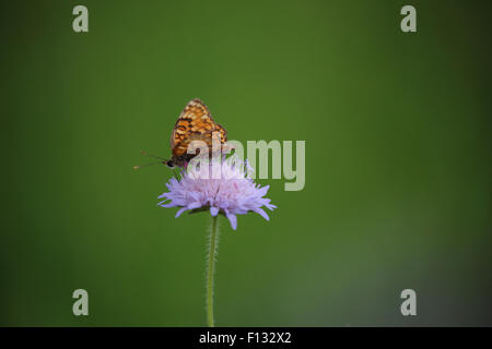 Flockenblume Fritillary (Melitaea Phoebe) Stockfoto
