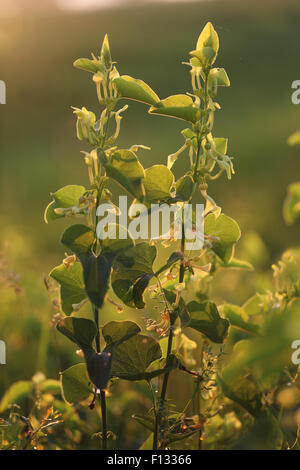 Europäische diese (Aristolochia Clematitis). Die Pflanze ist giftig und kann zu Nierenversagen führen. Stockfoto