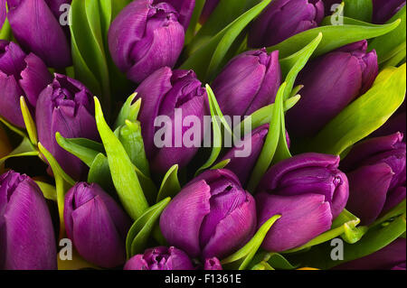 Natur-Strauß aus violette Tulpen für den Einsatz als Hintergrund. Selektiven Fokus. Stockfoto