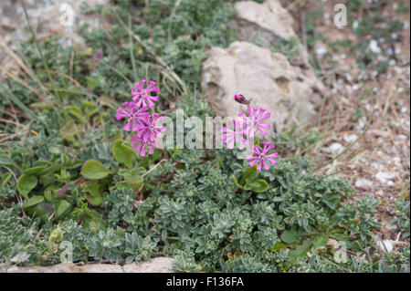 Silene Colorata wächst auf Felsen am Parque Natural Sudoeste Alentejano e Costa Vicentina, Portugal. April. Stockfoto