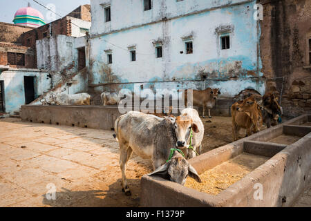 Kühe füttern auf dem Gelände der hinduistischen Ashram in Chitrakut (Chitrakut), Madhya Pradesh, Indien Stockfoto