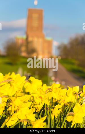 Ein Low down-Ansicht eines Feldes von Narzissen, mit einem Fokus-Hintergrund mit Guildford Kathedrale im Frühjahr Sonnenlicht. Stockfoto