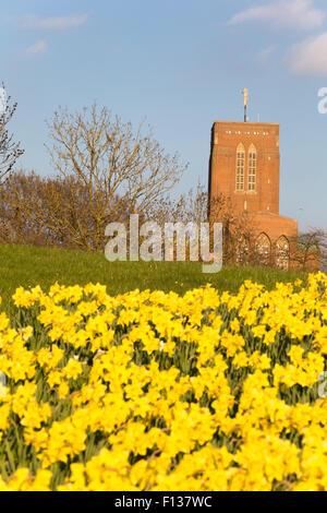 Ein Low down-Ansicht von Guildford Kathedrale im Frühjahr Sonnenlicht durch ein Feld von Narzissen Stockfoto