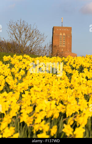 Ein Low down-Ansicht von Guildford Kathedrale im Frühjahr Sonnenlicht durch ein Feld von Narzissen Stockfoto