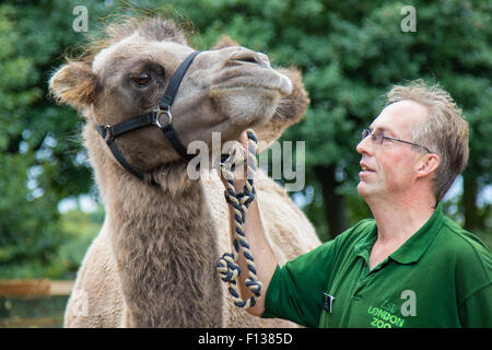 London, UK. 26. August 2015. ZSL London, 26. August 2015. Zookeeper Mick Tiley wiegt 750kg baktrischen Kamel wie ZSL London seine jährliche Bestandsaufnahme und wiegen der Tiere hält. Bildnachweis: Paul Davey/Alamy Live-Nachrichten Stockfoto