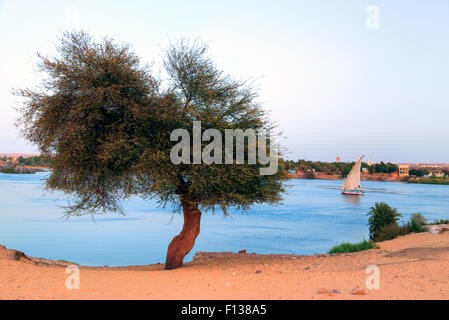 Segeln eine Feluke auf dem Nil im Sonnenuntergang in der Nähe von Assuan, Ägypten, Afrika Stockfoto