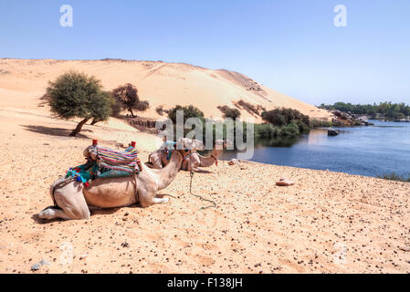 Kamelen an den Ufern des Nils in der Nähe von Assuan, Ägypten, Afrika Stockfoto