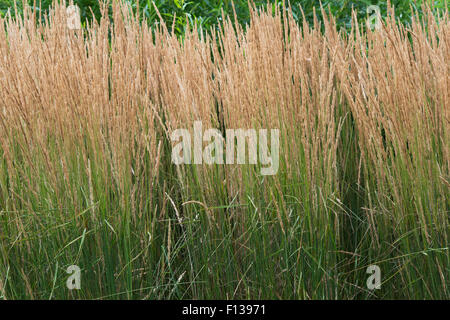 Calamagrostis x Acutiflora 'Karl Foerster'. Reed-Federgras 'Karl Foerster' Stockfoto