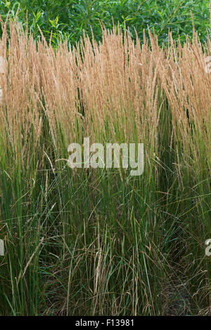 Calamagrostis x Acutiflora 'Karl Foerster'. Reed-Federgras 'Karl Foerster' Stockfoto